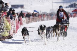 Lenk 2013